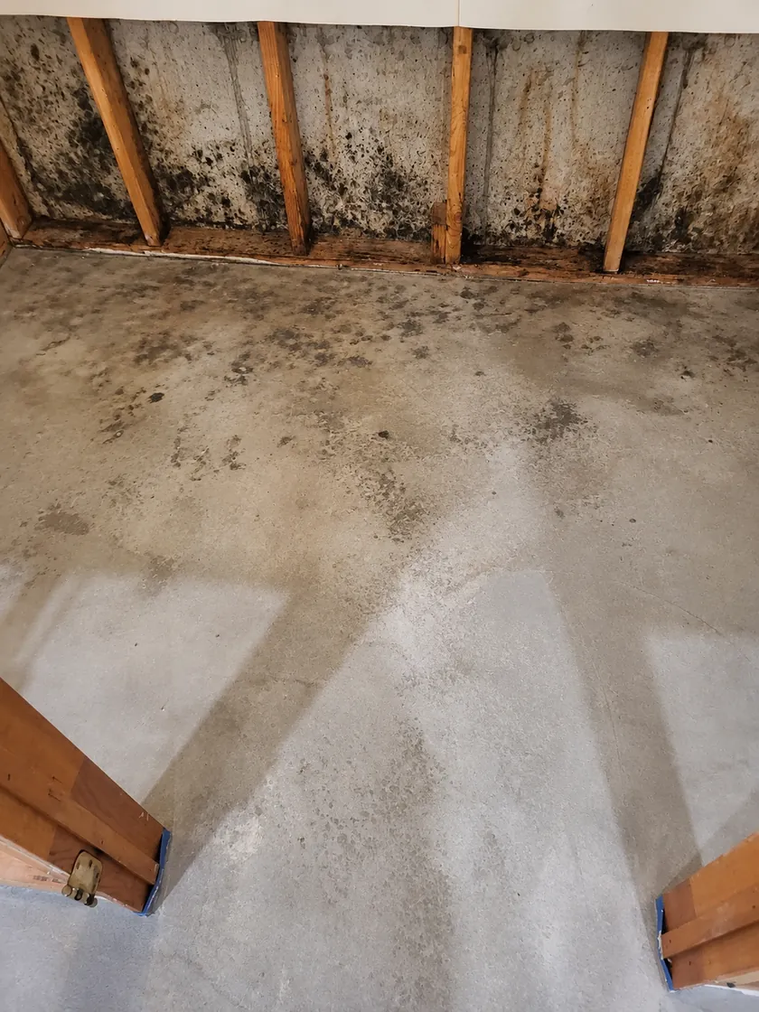 Mold growth along the upper part of an exposed basement foundation wall and the wood framing above it, with staining on the floor below